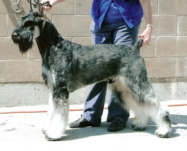 White giant hot sale schnauzer breeders